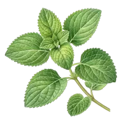 Imagen PNG para descargar